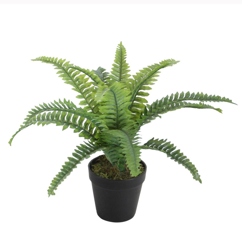 سرخس برگ شمشیری کوچک گلدان 14